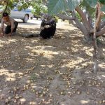 نی‌ریز یکی از قطب‌های تولید انجیر فارس است
