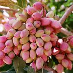 بیش از ۸۰ درصد تولیدات پسته فارس روانه بازارهای صادراتی می‌شو