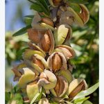 پایان برداشت بادام درختی از ۱۶۰۰ هکتار باغات شهرستان مرودشت