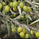 آغاز برداشت زیتون از ۱۹۰ هکتار باغات شهرستان مرودشت