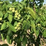 پایان برداشت گردو در باغات شهرستان مرودشت