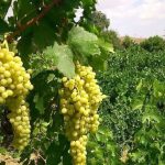 باغات انگور مرودشت به بار نشست؛ برداشت ۱۰ هزار تن محصول