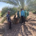مرکز جهاد کشاورزی سیمکان، همگام با کشاورزان؛ از کاشت تا برداشت