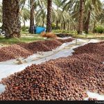آغاز برداشت خرما از نخلستان های گراش