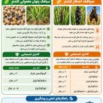 سیاهکهای گندم