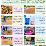 روش ضدعفونی بذور خود مصرفی گندم و جو