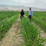 افزایش سطح اجرای آرایش کشت نوین ذرت در کازرون