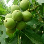 برداشت گردو در نی‌ریز آغاز شد/ اشتغال ۲۰۰۰ نفری در فصل برداشت