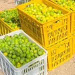 آغاز برداشت محصول لیمو ترش از باغات شهرستان خفر