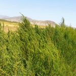 کوشیا پس از یک ماه توقف آبیاری دوباره سبز شد