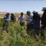 ارزن پادزهری؛ ظرفیتی برای کشت در اراضی شور شهرستان استهبان