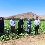 تنها مزرعه آفتابگردان استهبان زیر ذره‌بین کارشناسان