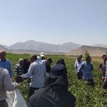 اجرای طرح مبارزه تلفیقی پنبه در مزارع منطقه خیر استهبان