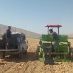 نخستین کشت مکانیزه زعفران در استهبان اجرا شد