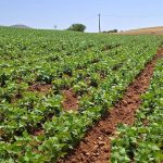 آغاز برداشت لوبیا از مزارع شهرستان سپیدان