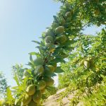 آغاز برداشت بادام درختی در شهرستان سپیدان