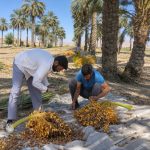 آغاز فصل برداشت خرما در شهرستان فسا