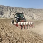 پیش بینی بیش از ۱۶۰۰هکتار کشت چغندرقند پاییزه در کازرون