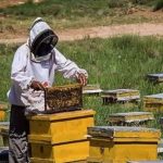 آغاز سرشماری زنبورستان‌های شهرستان جویم