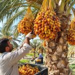 آغاز برداشت محصول خرما در شهرستان زرین دشت