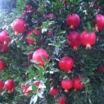 انار کازرون به بازار آمد؛ پیش‌بینی تولید ۵۷ هزار تن