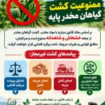 اینفو گراف ممنوعیت کشت گیاهان پایه مخدر