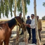 هویت‌گذاری چهارهزار رأس اسب و دام در شهرستان‌های فارس