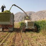 صرفه جویی 1500 مترمکعبی آب در هکتار با کشت دوردیفه در مزرعه الگویی ذرت علوفه ای