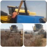 برداشت بذر ریحان از سطح ۳ هکتار از مزارع شهرستان جویم