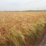 آغاز کشت جو در شهرستان جویم؛ گامی در مسیر افزایش تولید و تأمین امنیت غذایی