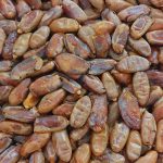 برداشت خرما از باغات شهرستان خفر