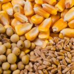 توزیع نیم میلیون تن نهاده دامی در فارس برای پایداری تولید
