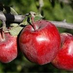 برداشت ۲۷۰ هزار تن سیب پاییزه در فارس