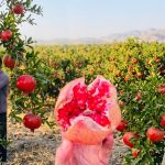 آغاز برداشت محصول انار از باغ‌های شهرستان کوه‌چنار