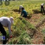 پایان برداشت لوبیا در شهرستان پاسارگاد؛ تحقق 30 درصدی افزایش سطح زیرکشت نسبت به سطح کشت ابلاغی و افزایش ۲۰ درصدی عملکرد