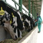 تحقق هویت‌گذاری نزدیک به ۱۰۰ هزار رأس دام در شیراز