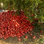 استهبان برای برداشت بیش از ۷۰ هزار تن انار آماده می‌شود