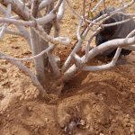 توصیه به باغداران برای کنترل آفت و حفظ درختان کهنسال